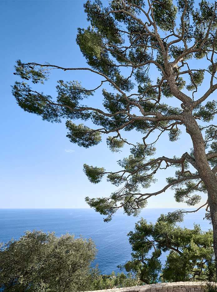 A tree with the sea in the background.