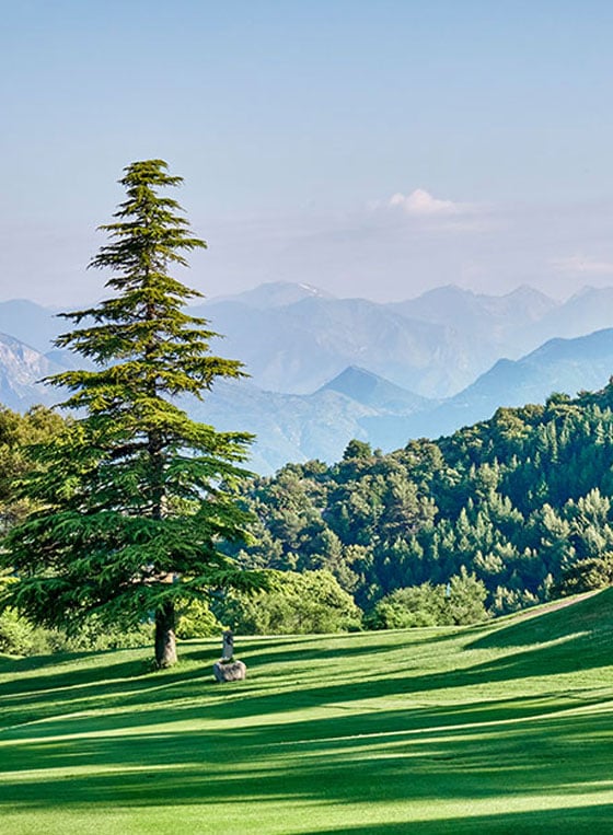 A pine tree on a green hill with mountains in the background.