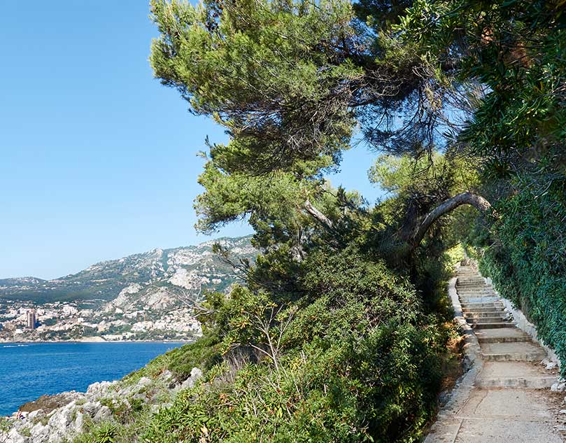 A path with trees overlooking the sea.