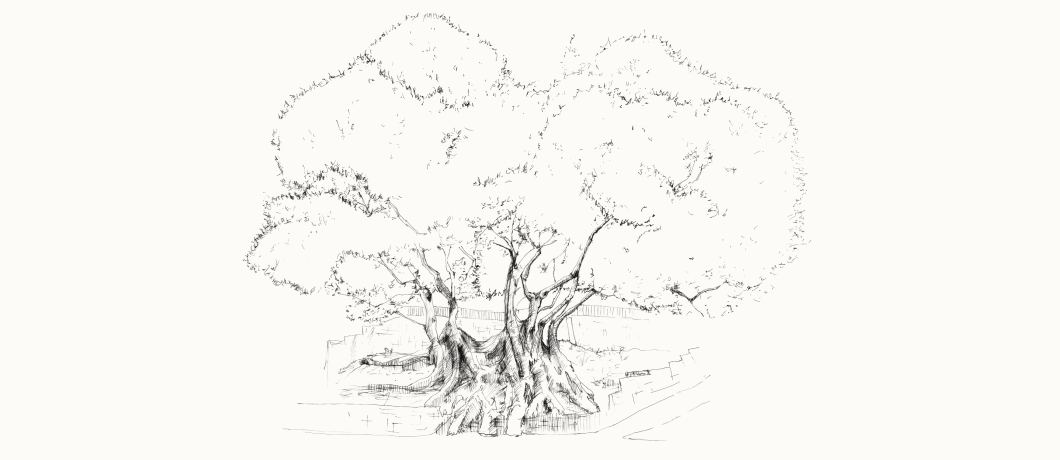 A pencil drawing of trees.