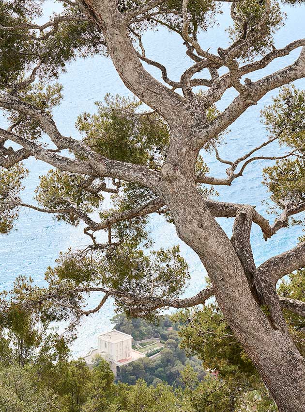 A tree and the blue sky in the background.