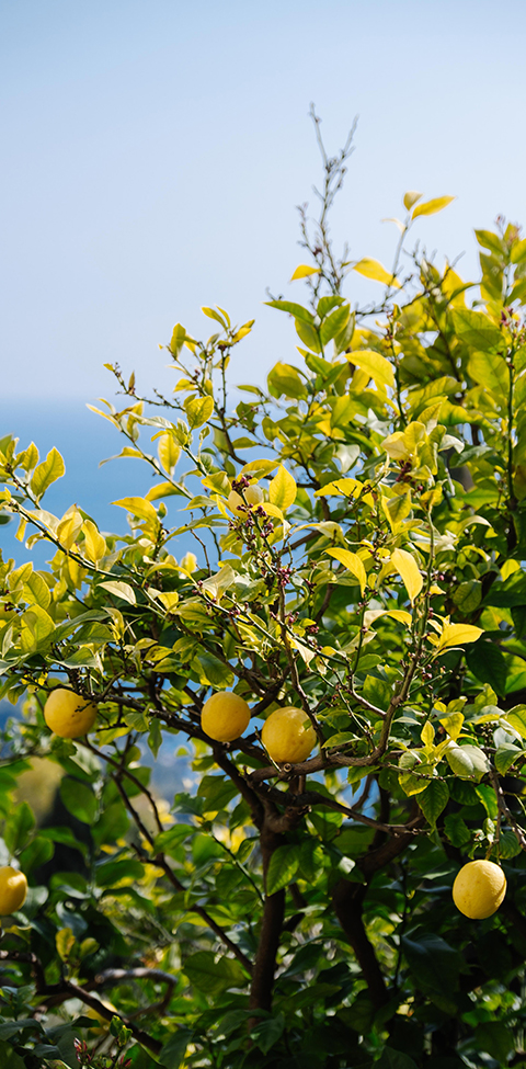 A lemon tree with the sea in the background.