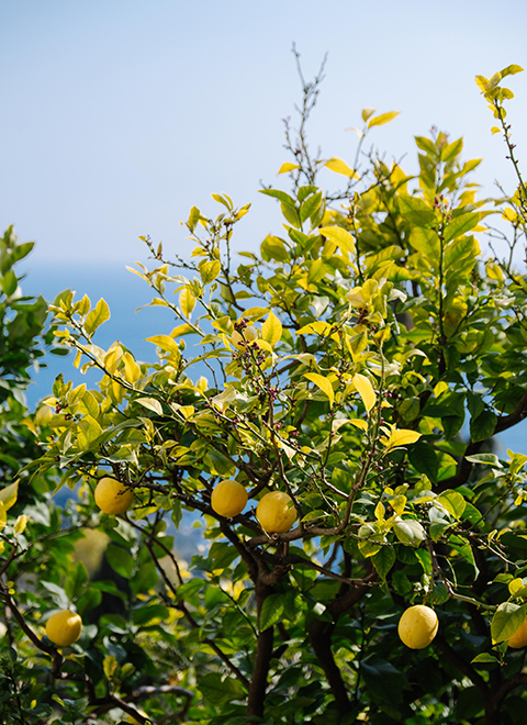A lemon tree with the sea in the background.