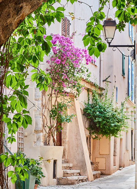 A street with trees with green and pink leaves.