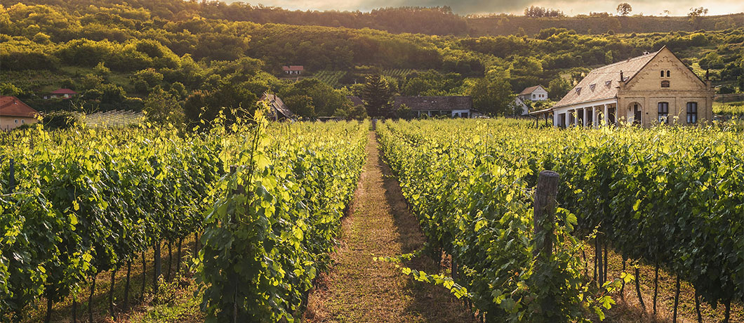 Vineyard with mountains in the background a few small rural houses scattered.