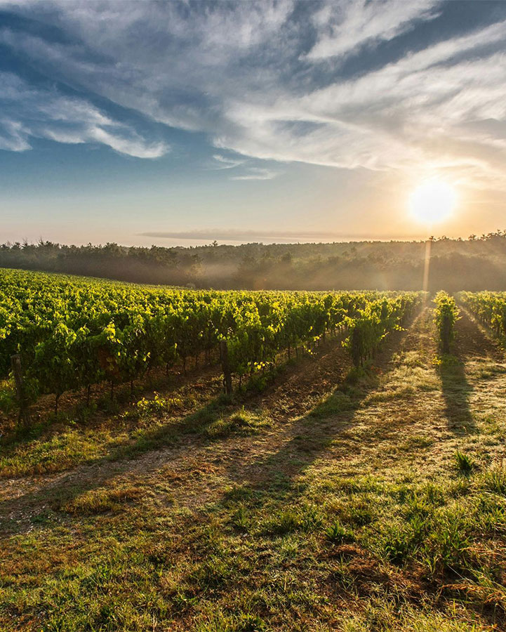 Vine yards with the sun starting set over them, creating a very golden light