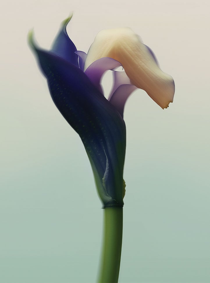 Artistic photograph of a purple and cream-toned flower against a soft gradient background, evoking a serene, minimal aesthetic.